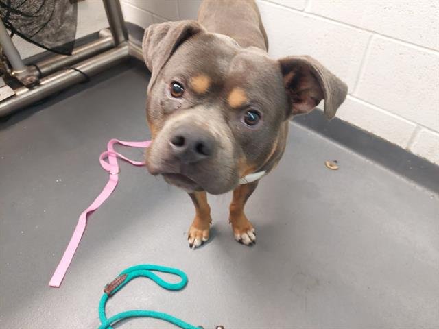 CARAMELLO - American Pit Bull Terrier available for adoption