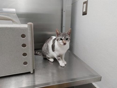 GLACIER BAY - Domestic Short Hair available for adoption