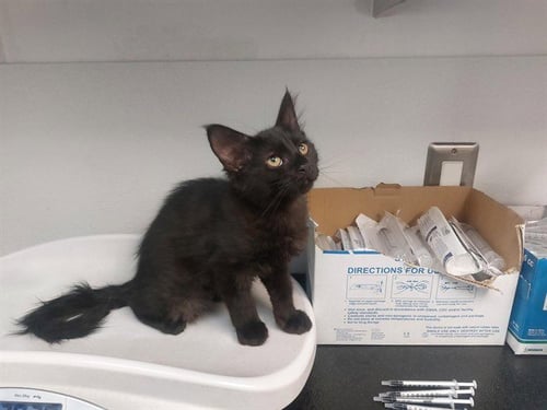 CANYONCREST - Domestic Short Hair available for adoption
