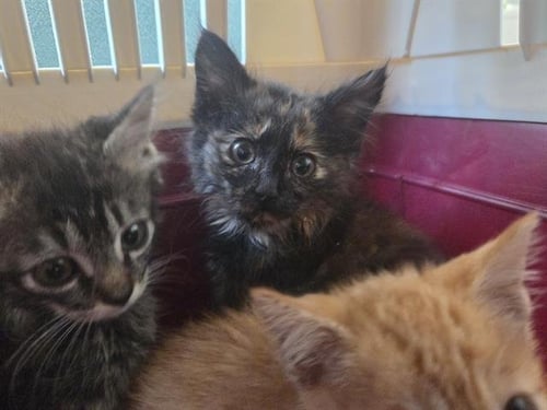 NORTH CASCADES - Domestic Short Hair available for adoption