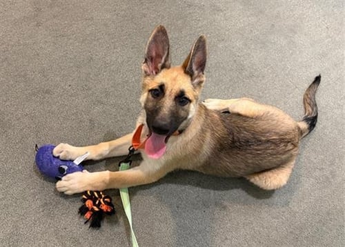 WEDNESDAY - German Shepherd Dog available for adoption