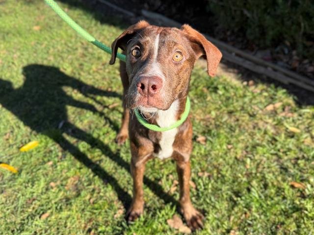 CONFETTI - Pit Bull Terrier available for adoption