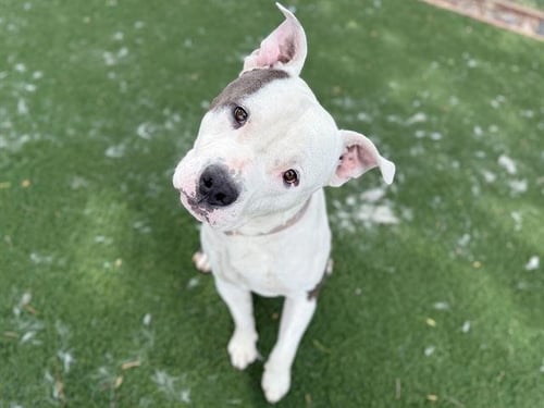 ZEDD - Pit Bull Terrier available for adoption