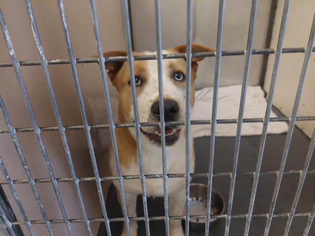 JACK - Pit Bull Terrier / Siberian Husky available for adoption