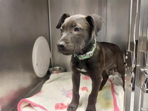GREAT SMOKEY MOUNTAINS - Pit Bull Terrier available for adoption