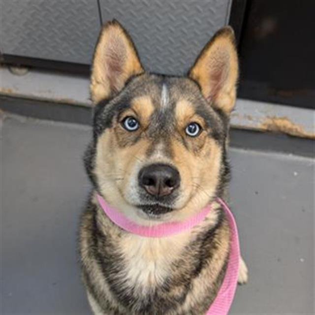 BABY - Siberian Husky available for adoption