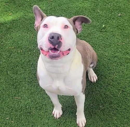 HONEY DIJON - Pit Bull Terrier available for adoption