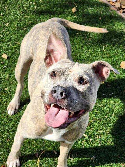 ECLAIR - Pit Bull Terrier available for adoption