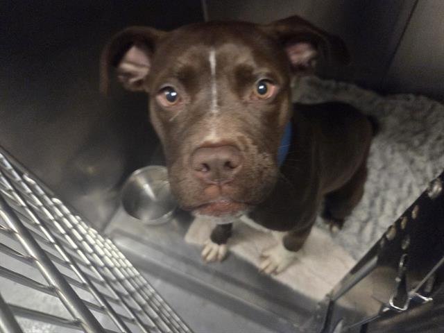HONEYCOMB - Pit Bull Terrier available for adoption