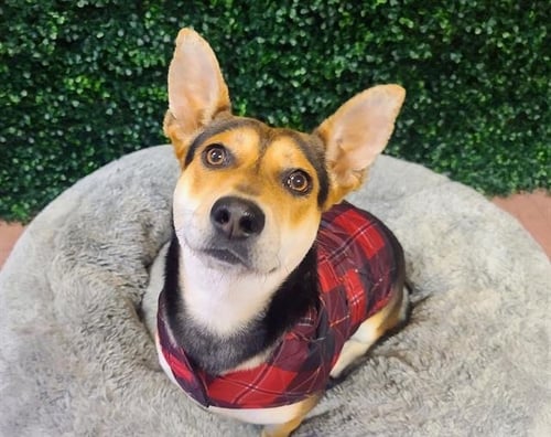 REZZ - German Shepherd Dog available for adoption