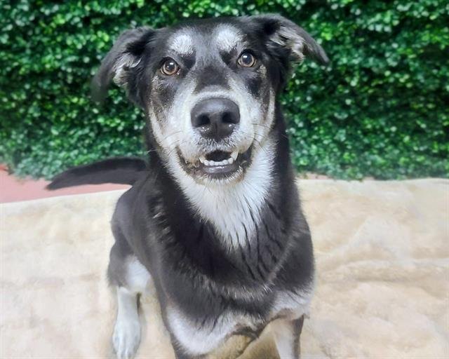 LUNA - German Shepherd Dog available for adoption