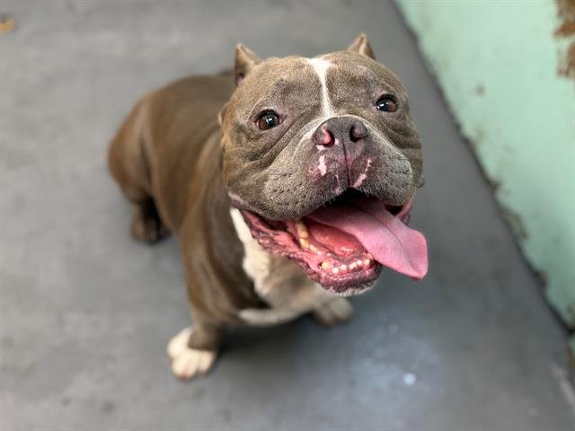 CHARLESTON - Pit Bull Terrier / English Bulldog available for adoption