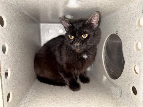 LUCII - Domestic Short Hair available for adoption