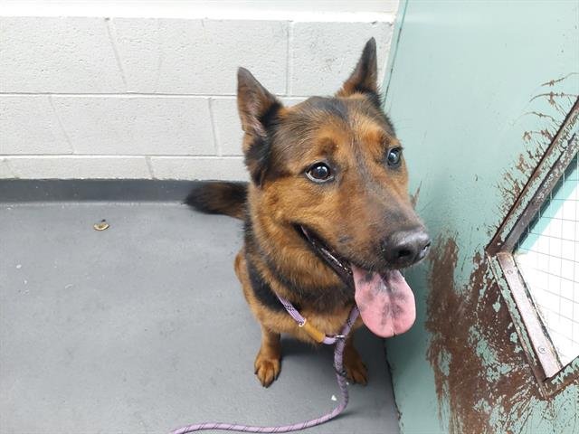 SHA'DAE - German Shepherd Dog available for adoption