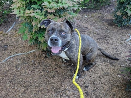 BOWSER - Pit Bull Terrier available for adoption