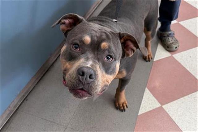 GODIVA - Pit Bull Terrier available for adoption