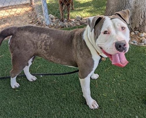 HONEY DIJON - Pit Bull Terrier available for adoption