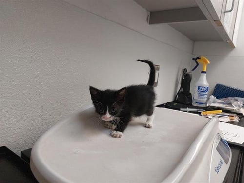 MEADOWLARK - Domestic Short Hair available for adoption