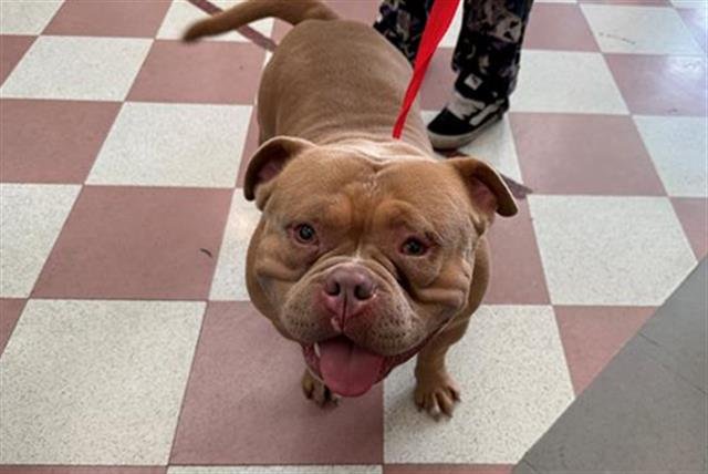 TONY - English Bulldog / Pit Bull Terrier available for adoption