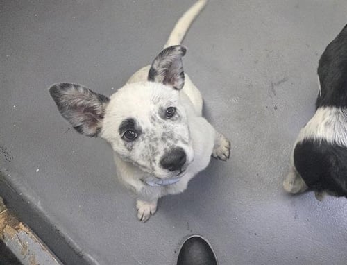 VIRGINIA - Australian Cattle Dog/Blue Heeler available for adoption