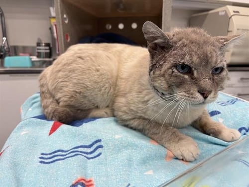 GRAND CANYON - Domestic Short Hair available for adoption