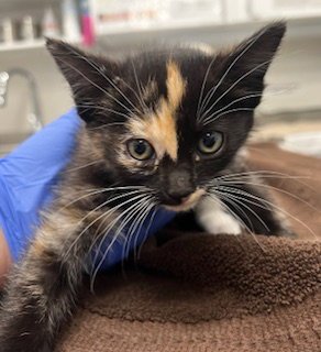 DELTA - Domestic Short Hair available for adoption