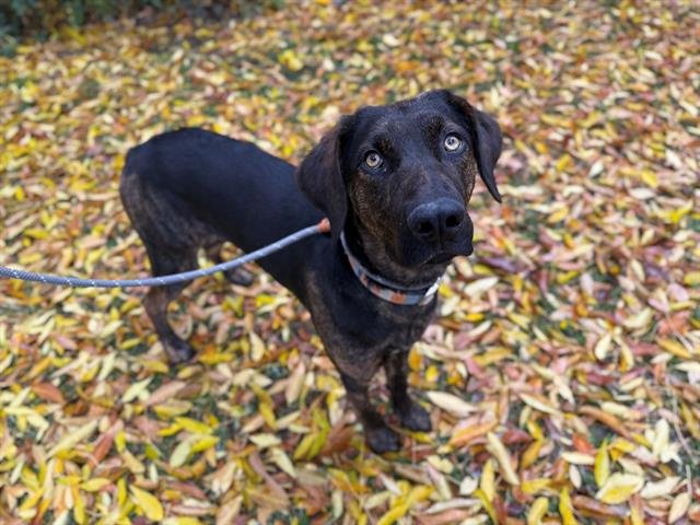 HEATH - Plott Hound available for adoption