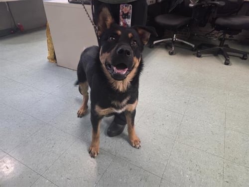 OFENBACH - German Shepherd Dog available for adoption
