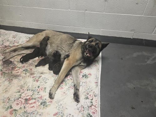 CALENDAR GIRL - German Shepherd Dog available for adoption