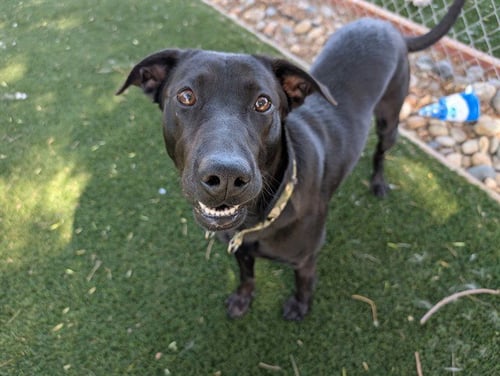 RIVER - Labrador Retriever available for adoption