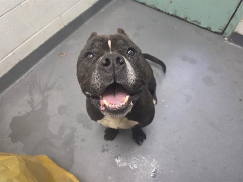 ZION - Pit Bull Terrier available for adoption
