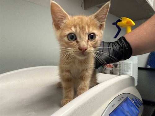 DUNE - Domestic Short Hair available for adoption