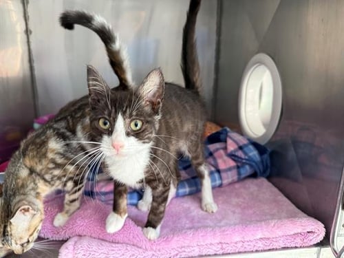 SEVEN LIONS - Domestic Short Hair available for adoption