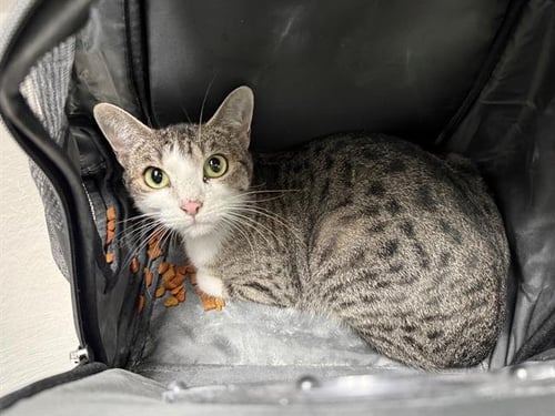 HANNAH LAING - Domestic Short Hair available for adoption