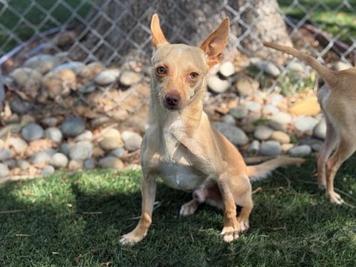 VIZE - Chihuahua available for adoption