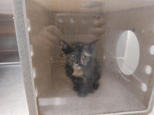 MOONSTONE - Domestic Short Hair available for adoption