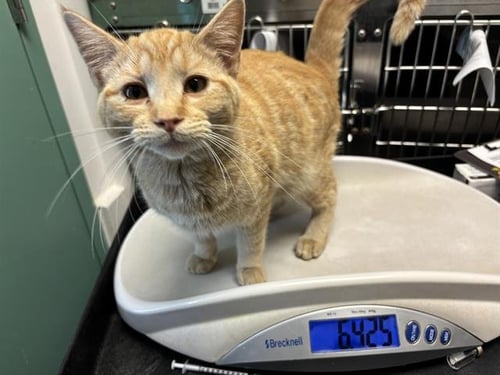JAMIE JONES - Domestic Short Hair available for adoption