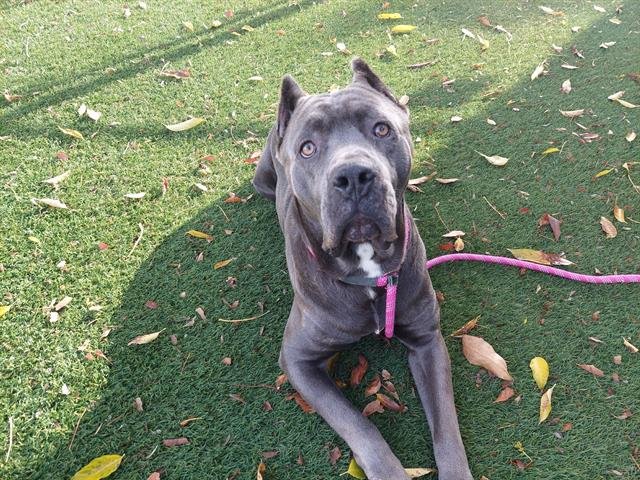 BOSO - Cane Corso Mastiff available for adoption