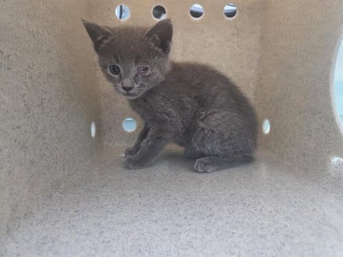 COYOTE - Domestic Short Hair available for adoption