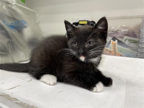 CUYAHAOGA VALLEY - Domestic Short Hair available for adoption