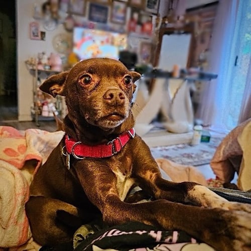 NIXIE (WA) - Rat Terrier available for adoption