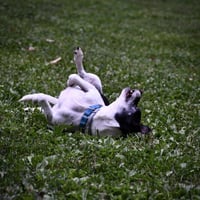 Max (VA) - Photo 3
