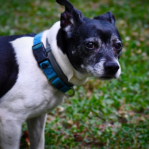 MAX (VA) - Rat Terrier available for adoption