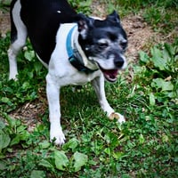 Max (VA) - Photo 4