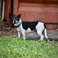 Max (VA) - Photo 2