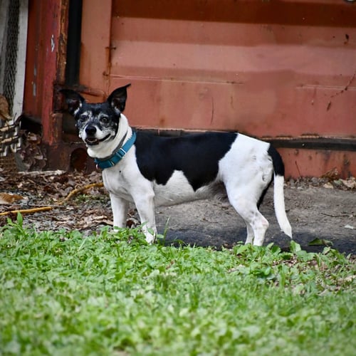MAX (VA) - Rat Terrier available for adoption