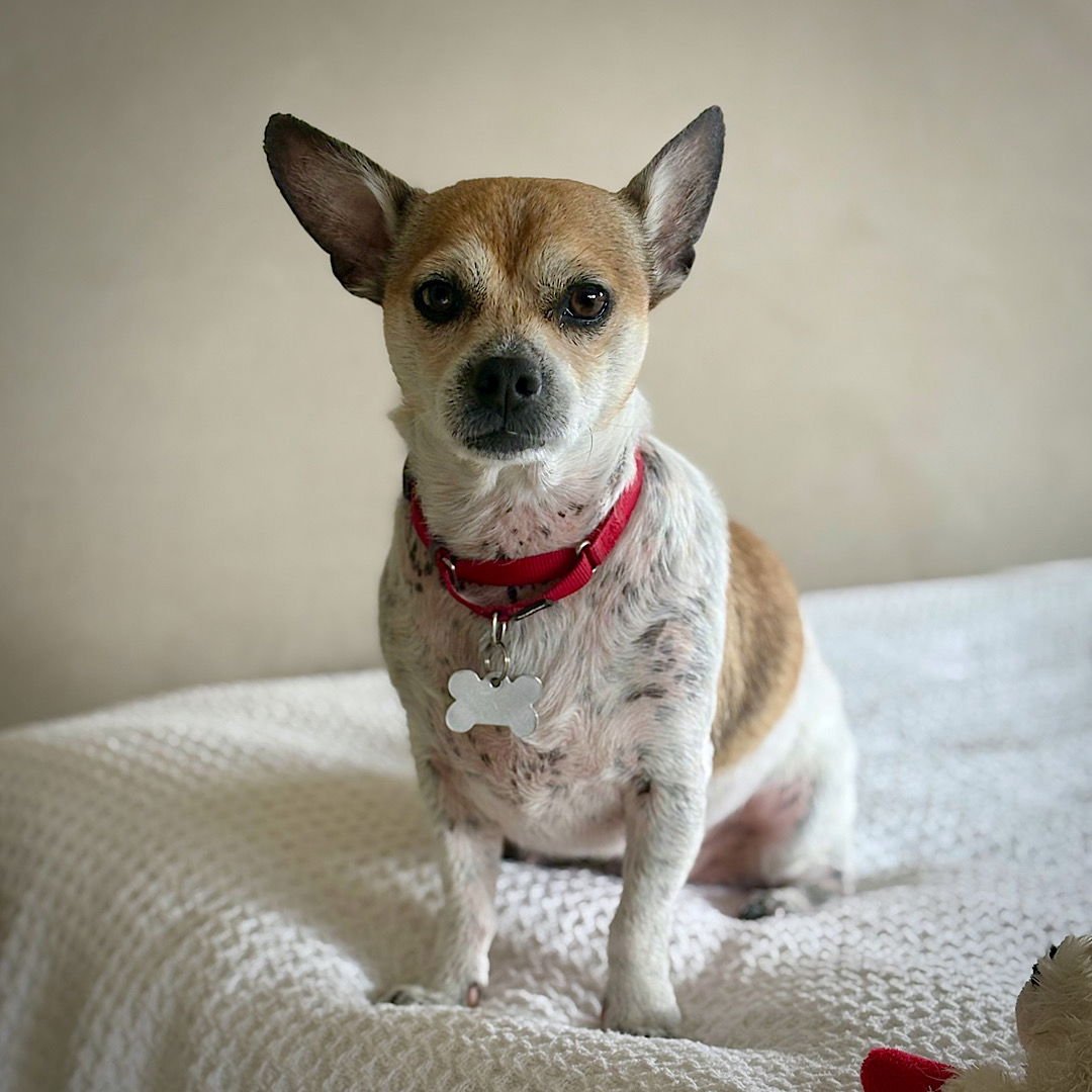 SIMBA (VA) - Rat Terrier available for adoption