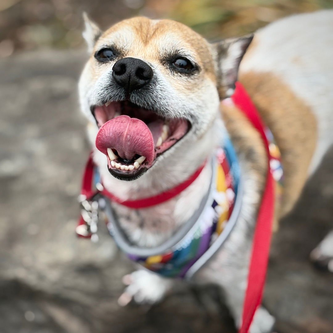 SIMBA (VA) - Rat Terrier available for adoption