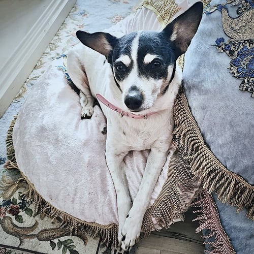 JAX (WA) - Rat Terrier available for adoption