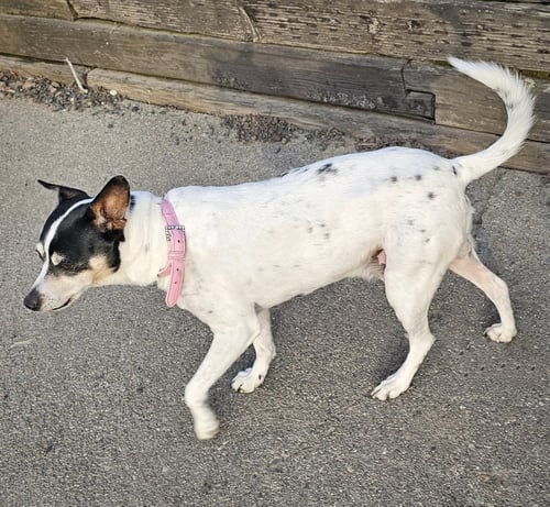 JAX (WA) - Rat Terrier available for adoption
